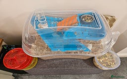 Gerbil rodents for sale: 2 female gerbils oreo and cream - Image 1
