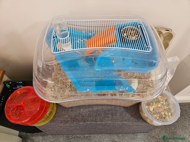 Gerbil rodents - Advert 3