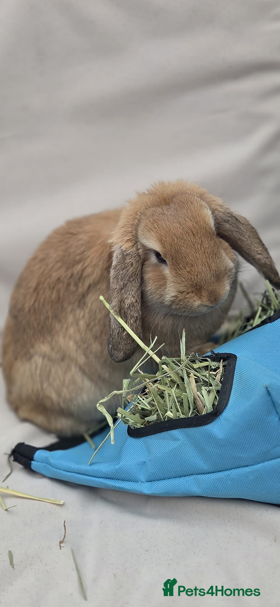 Mini Lop rabbits Beautiful Mini Lop Buck, Friendly & Gentle - Advert 2