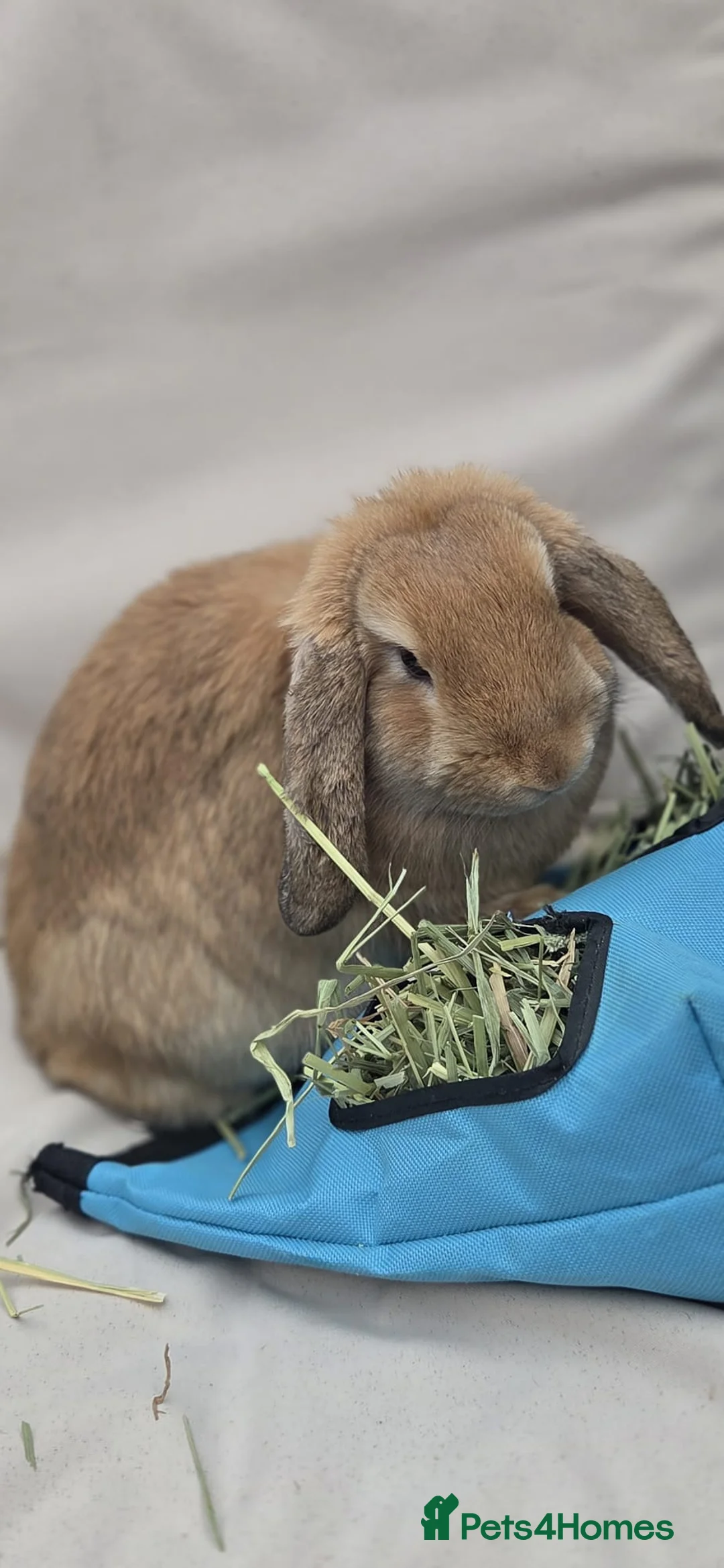Mini Lop rabbits for sale: Beautiful Mini Lop Buck, Friendly & Gentle - Advert 2