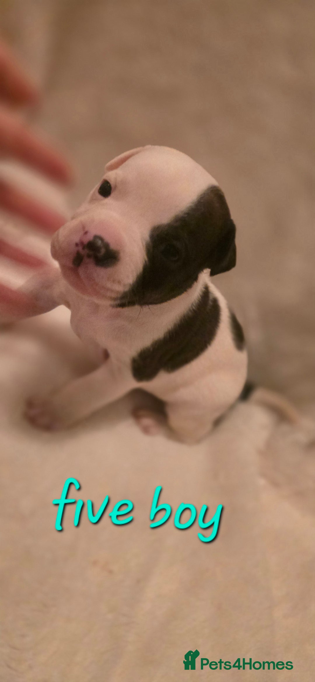 Mixed Breed dogs for sale: Olde english × staffie pups  - Advert 16