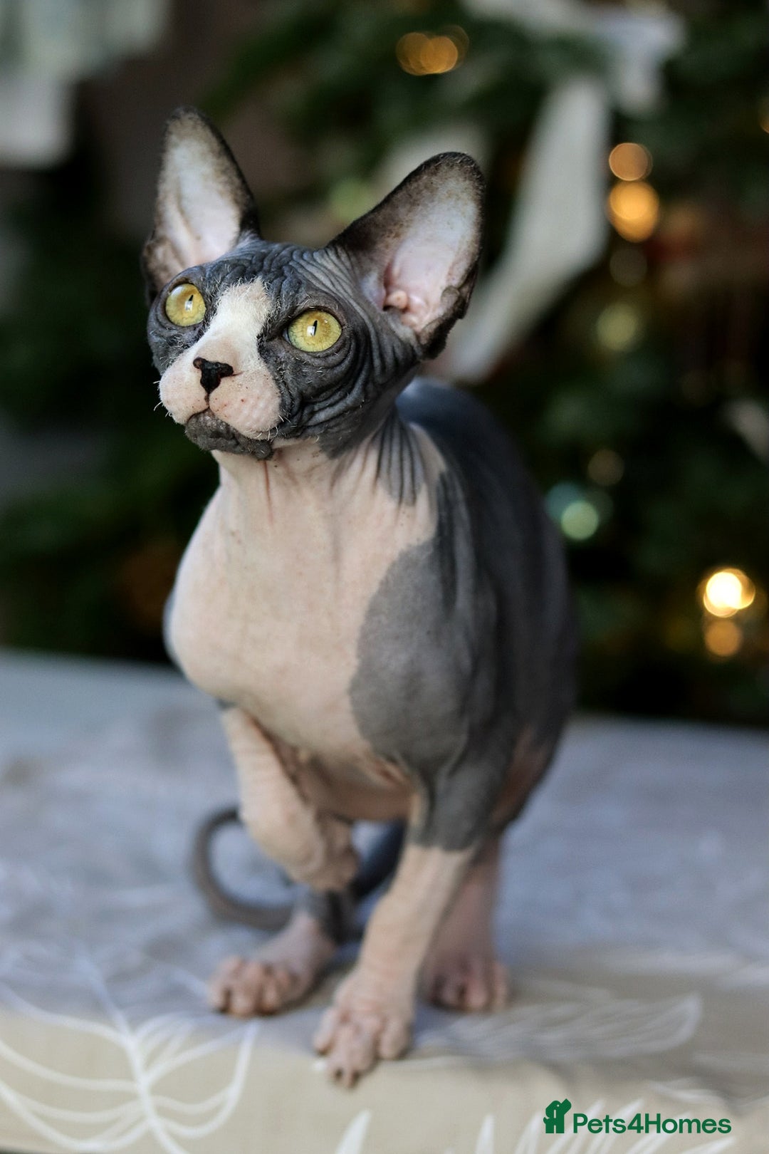 Sphynx cats for sale: Bloodline Sphynx Kittens  - Advert 2