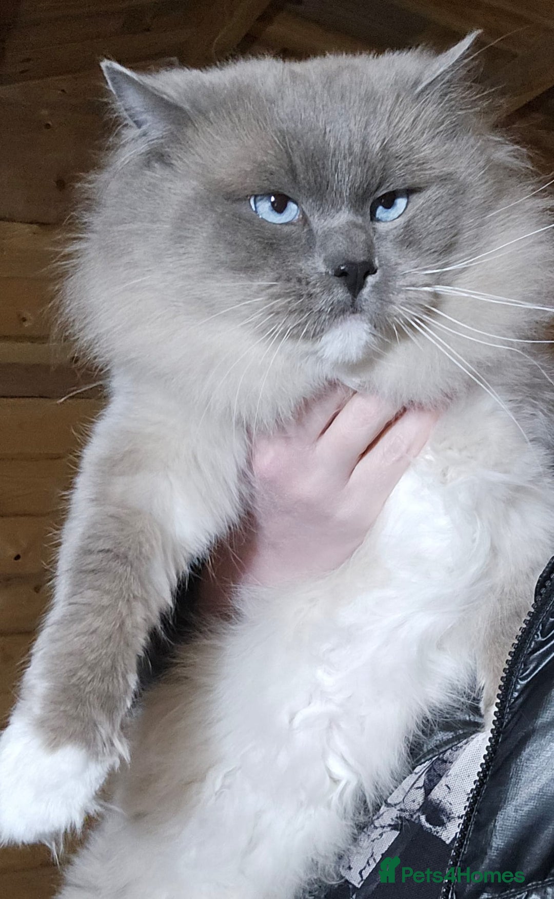 Ragdoll cats for sale: Gorgeous Ragdoll boys - Advert 3
