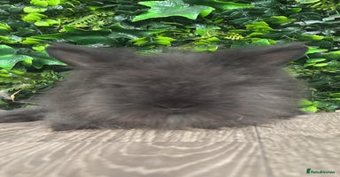 Mini Lop rabbits - Advert 5