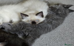 Maine Coon cats for sale: Maine Coon /Ragdoll Cross - Image 6