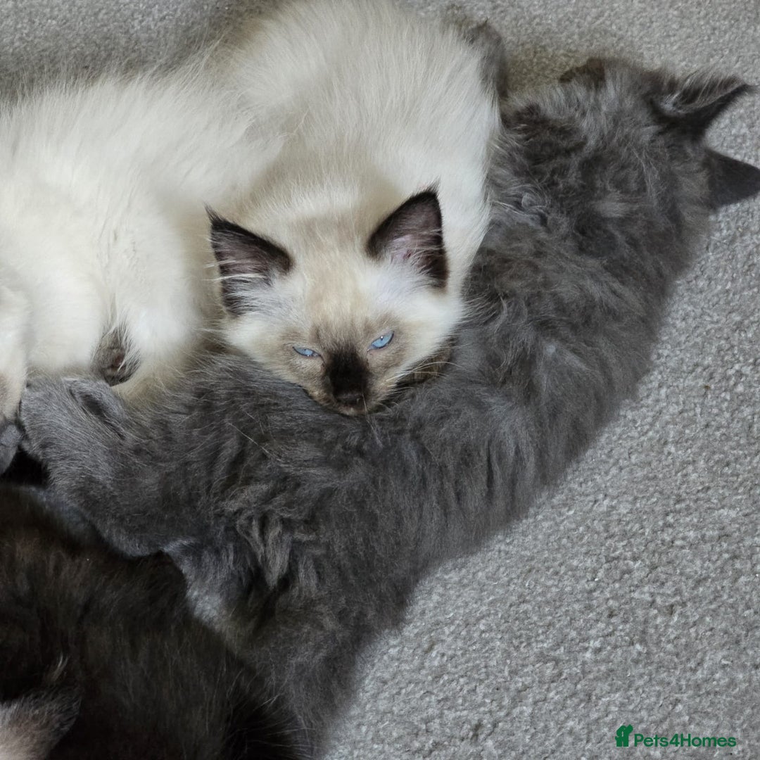 Maine Coon cats for sale: Maine Coon /Ragdoll Cross - Image 6