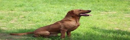 Labrador Retriever dogs for stud: Extensively Health Tested Fox Red Labrador Stud in Totnes - Advert 14