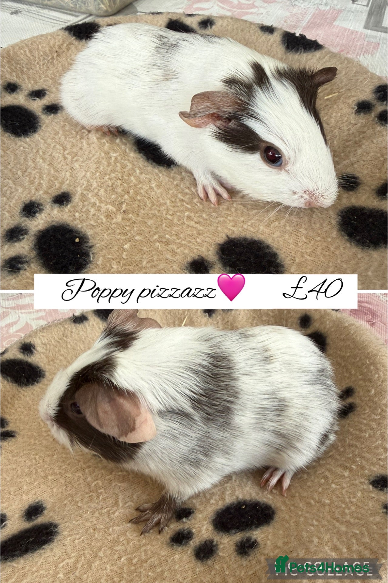 Guinea Pig rodents for sale: Pedigree skinny pigs  - Advert 6