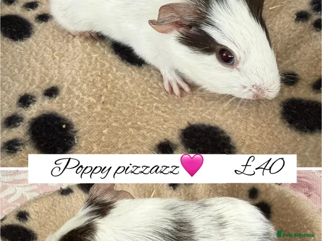 Guinea Pig rodents for sale: Pedigree skinny pigs - Advert 6