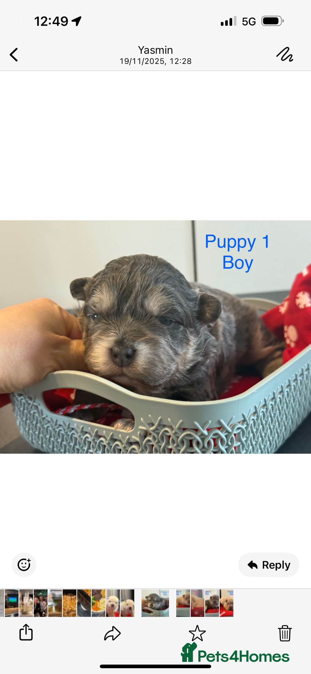 Mixed Breed dogs for sale: French chow puppies  - Advert 14