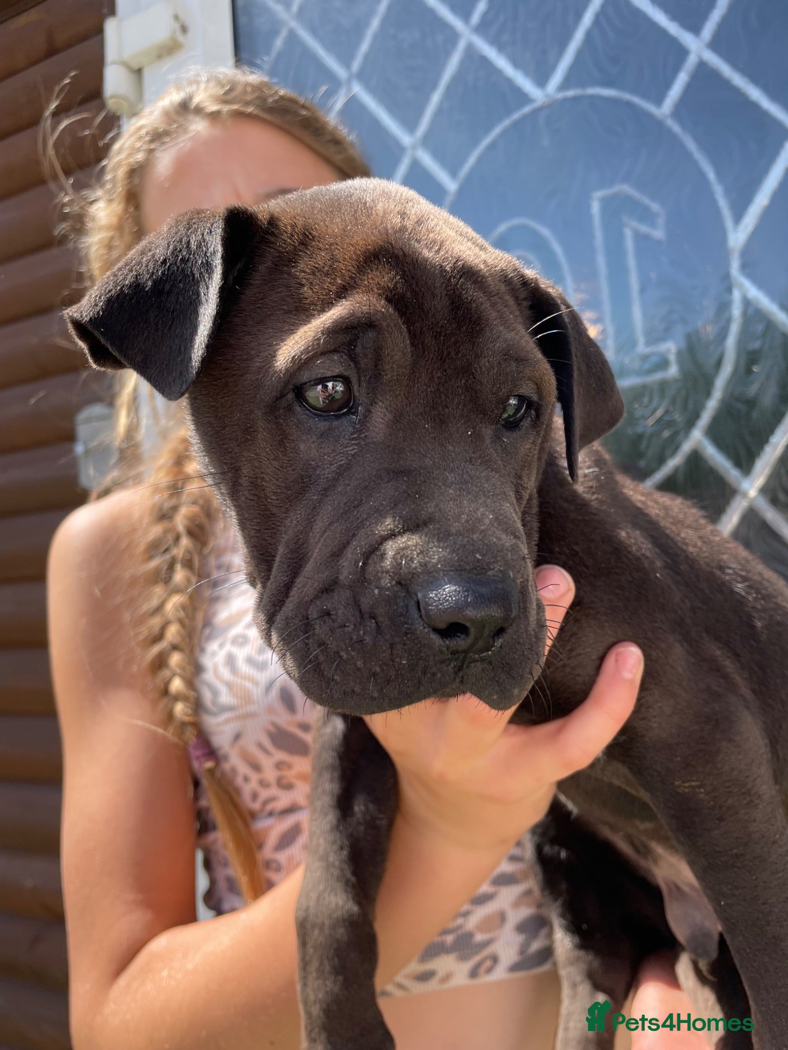 Mixed Breed dogs 3 Gorgous shar pei x Labrador pups RTL - Advert 2