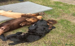 Cocker Spaniel dogs for sale: Male working cocker spaniel puppy kc reg - Image 25