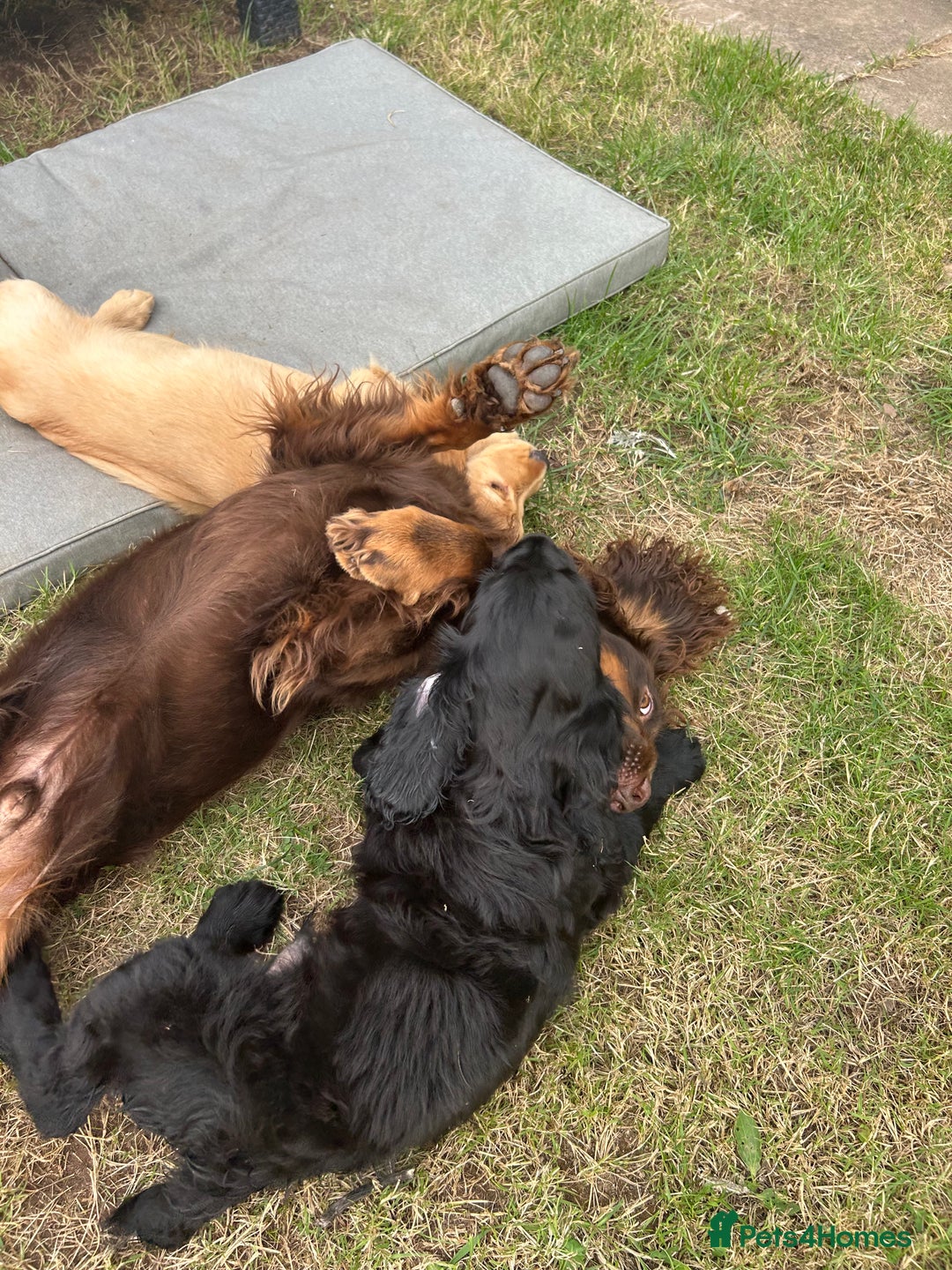Cocker Spaniel dogs for sale: Male working cocker spaniel puppy kc reg - Image 25