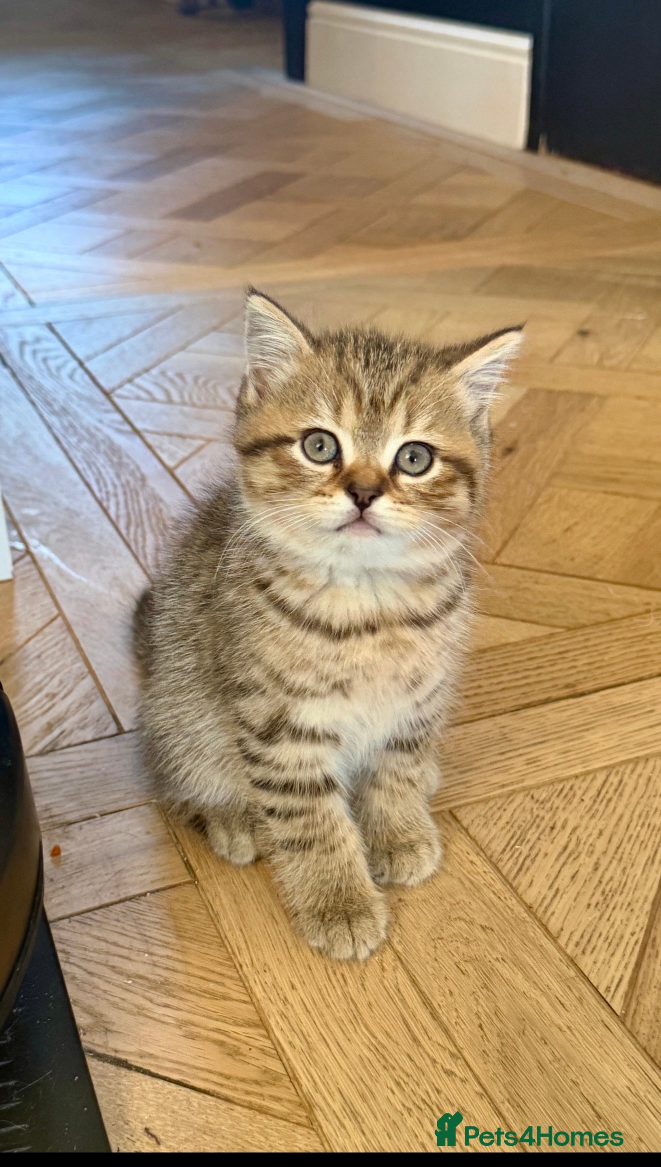 British Shorthair cats 3 x British Shorthair Kittens - Gold/White/Grey - Advert 2