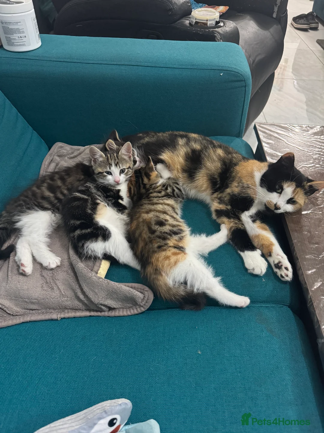 Mixed Breed cats for sale: Stripped British Shorthair & longhair kittens - Advert 12