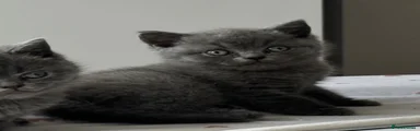 British Shorthair 3
