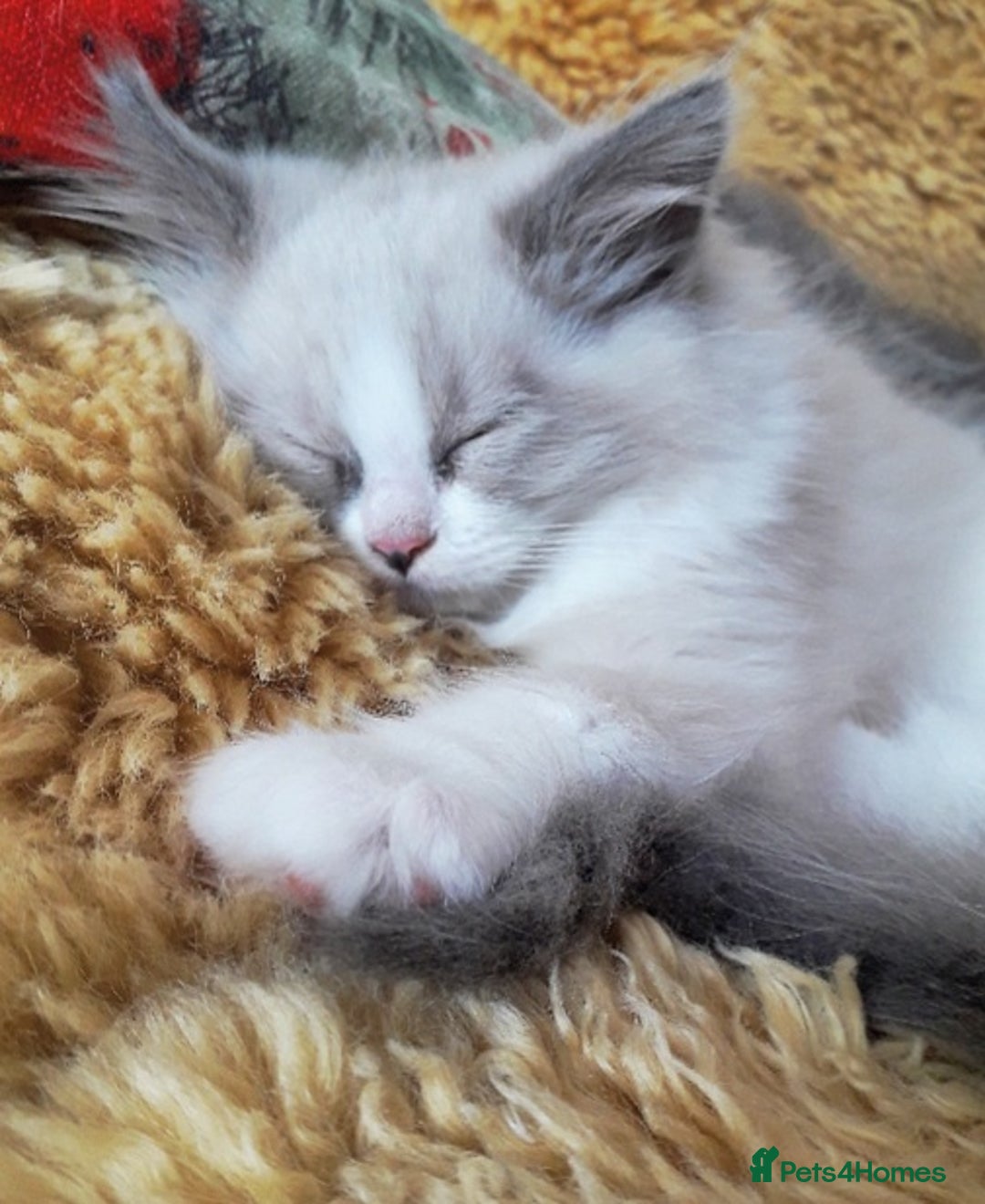 Ragdoll cats for sale: Maincoon ×Ragdoll (Ragcoon) kittens  - Image 26