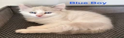 Ragdoll cats for sale: Beautiful Ragdolls-Vaccinated-2 boys-3 girls.  - Advert 11