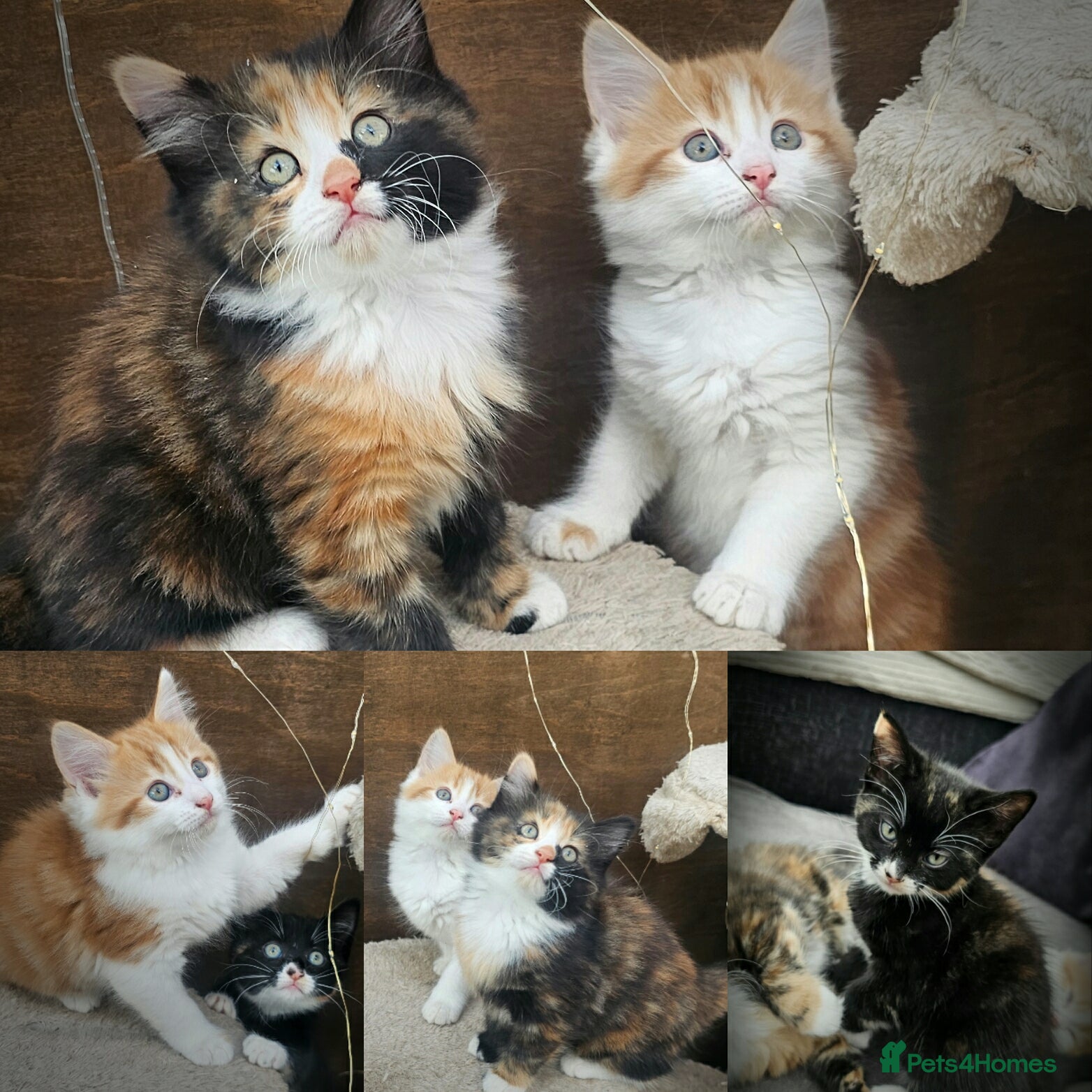 Mixed Breed cats 3 Lovely Kittens READY FOR A NEW HOME NOW !!! - Advert 2