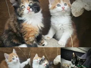 Mixed Breed cats 3 Lovely Kittens READY FOR A NEW HOME NOW !!! - Advert 2