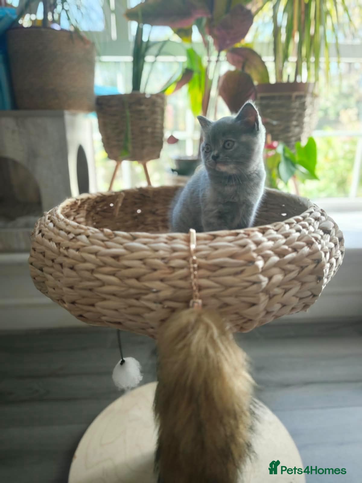 British Shorthair cats Beautiful British Shorthair Kittens  - Advert 1