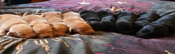 Labrador Retriever dogs for sale: Black and Fox red Labrador puppies  in Pickering - Advert 6