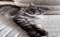 Maine Coon cats for sale: Male Maine coon - Image 1