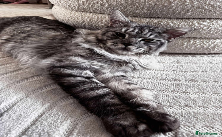 Maine Coon cats - Advert 8