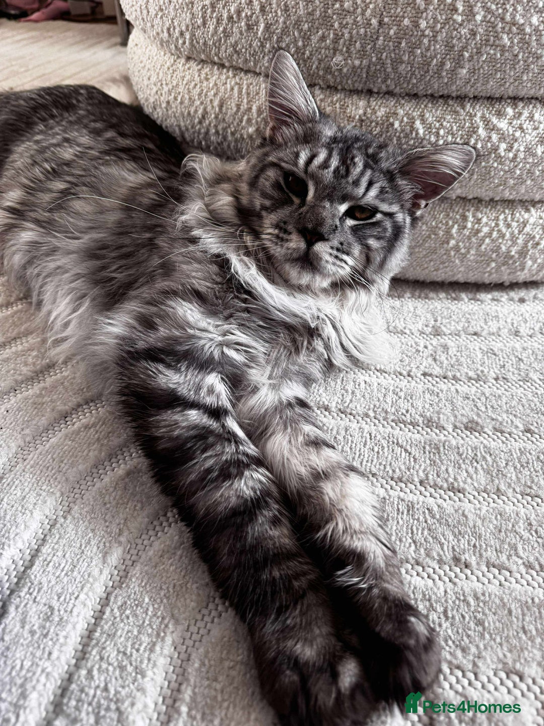 Maine Coon cats for sale: Male Maine coon - Image 1
