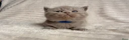 British Shorthair cats for sale: Beautiful Purebred British Shorthair Kittens - Advert 7