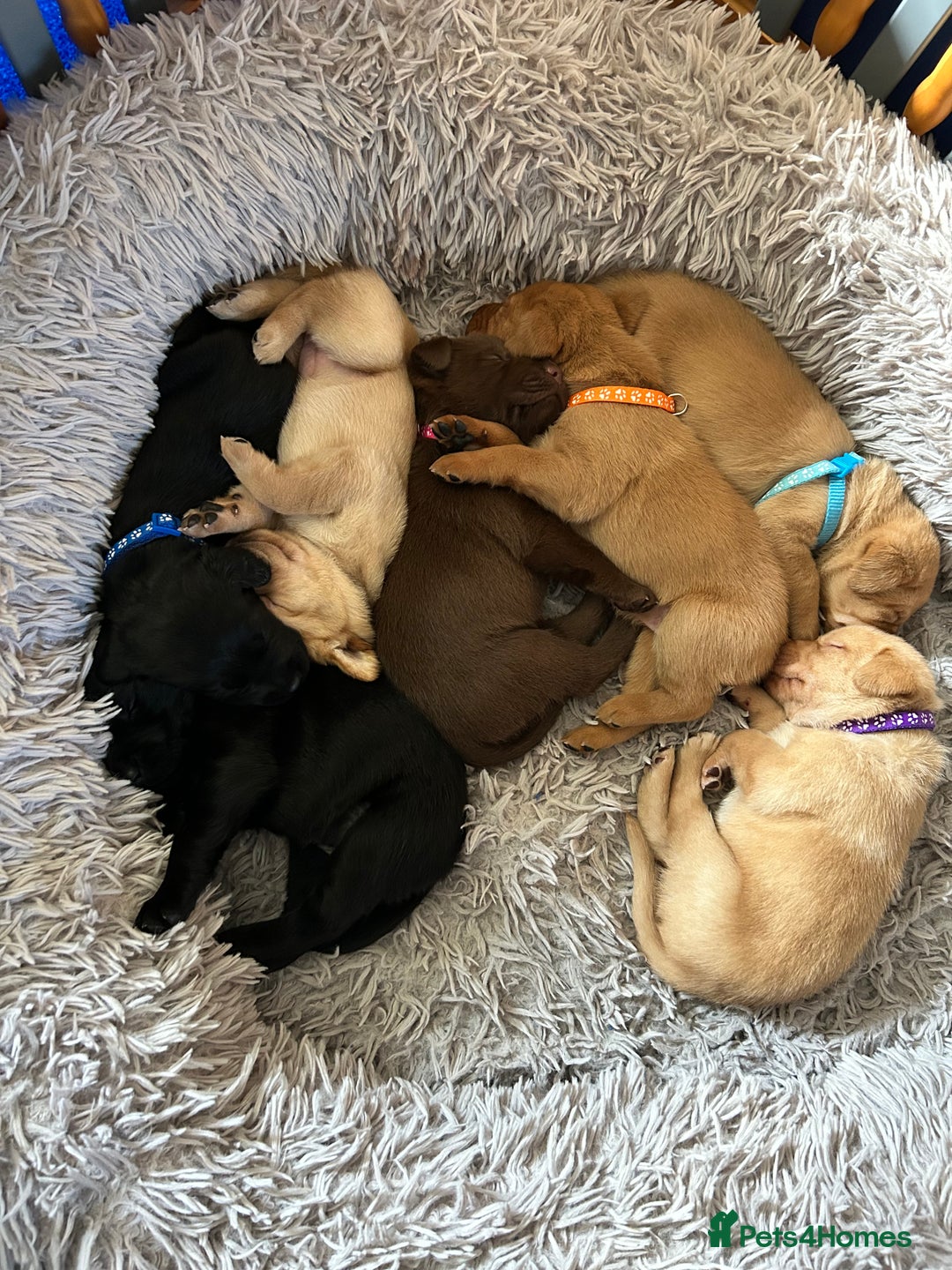 Labrador Retriever dogs for sale: Beautiful Labrador puppies 4 coats colour  - Image 8