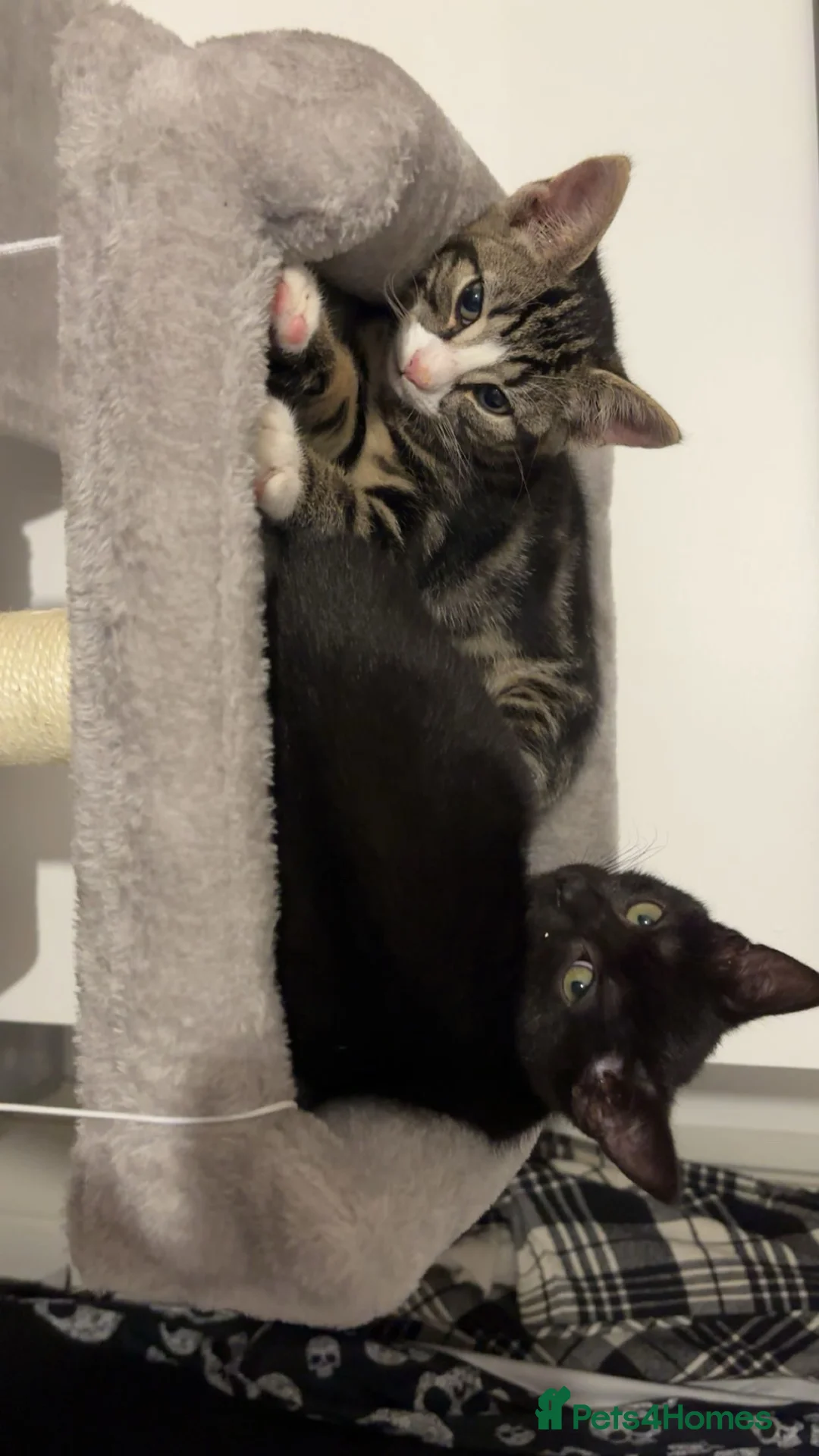 Mixed Breed cats for sale: Rehoming Kittens ASAP - Advert 2