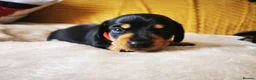 Miniature Dachshund dogs for sale: KC Stunning litter of girls 💗 - Advert 8