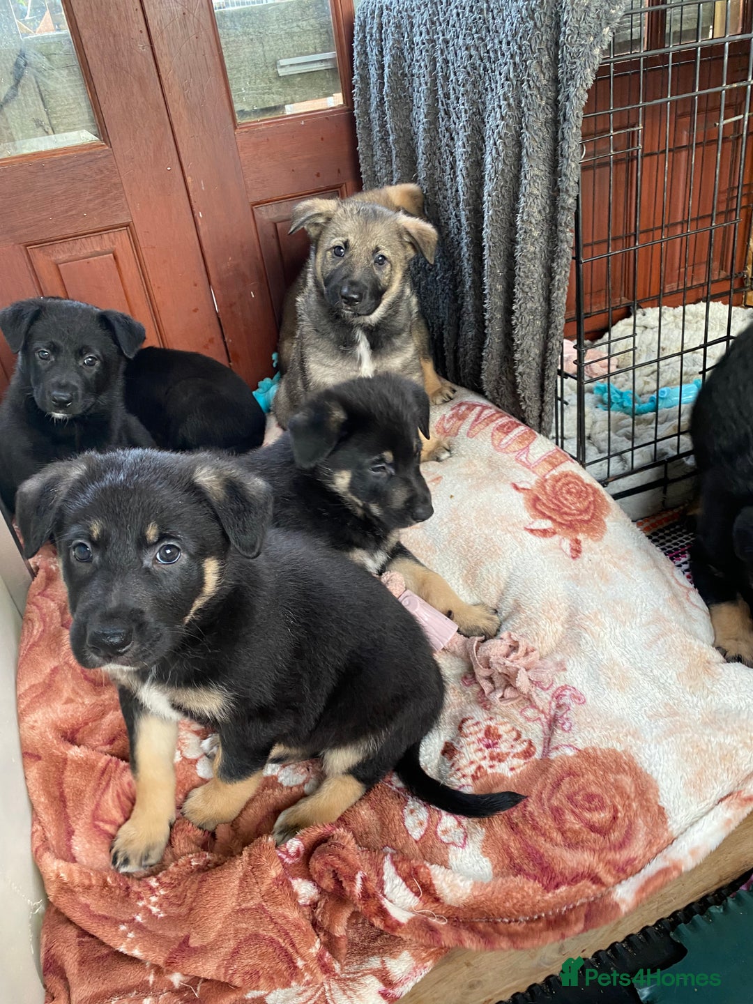 German Shepherd dogs for sale: Outstanding German shepherd pups  - Advert 13