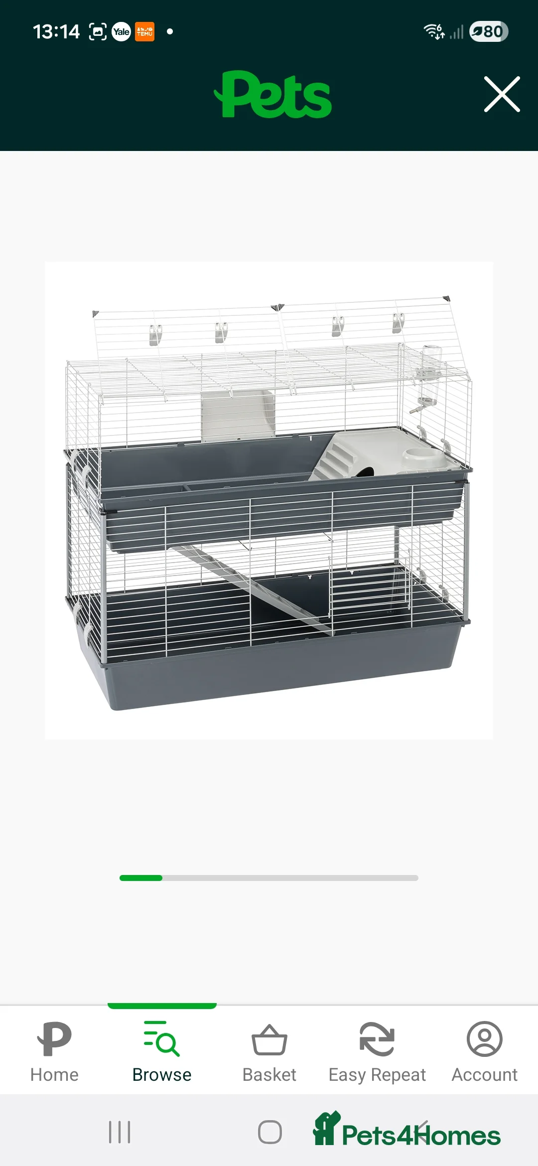 Lionhead rabbits for sale: Lionhead rabbit  - Advert 2