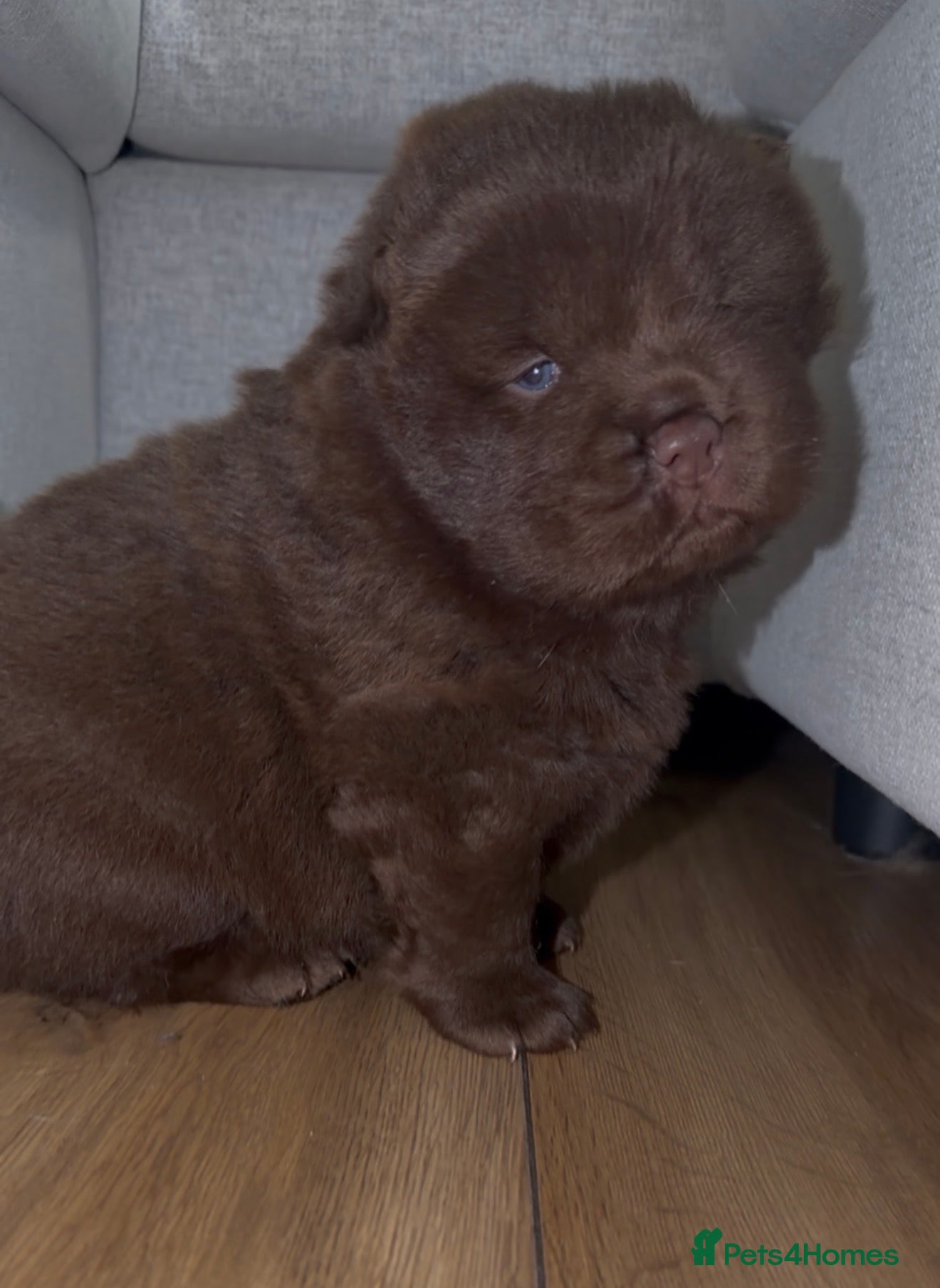 Chow Chow dogs 🐻 Exceptional KC Registered Chow Chows 🐻 - Advert 1