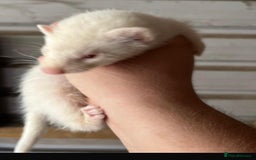 Ferret rodents for sale: Ferret Kits Available - Image 4