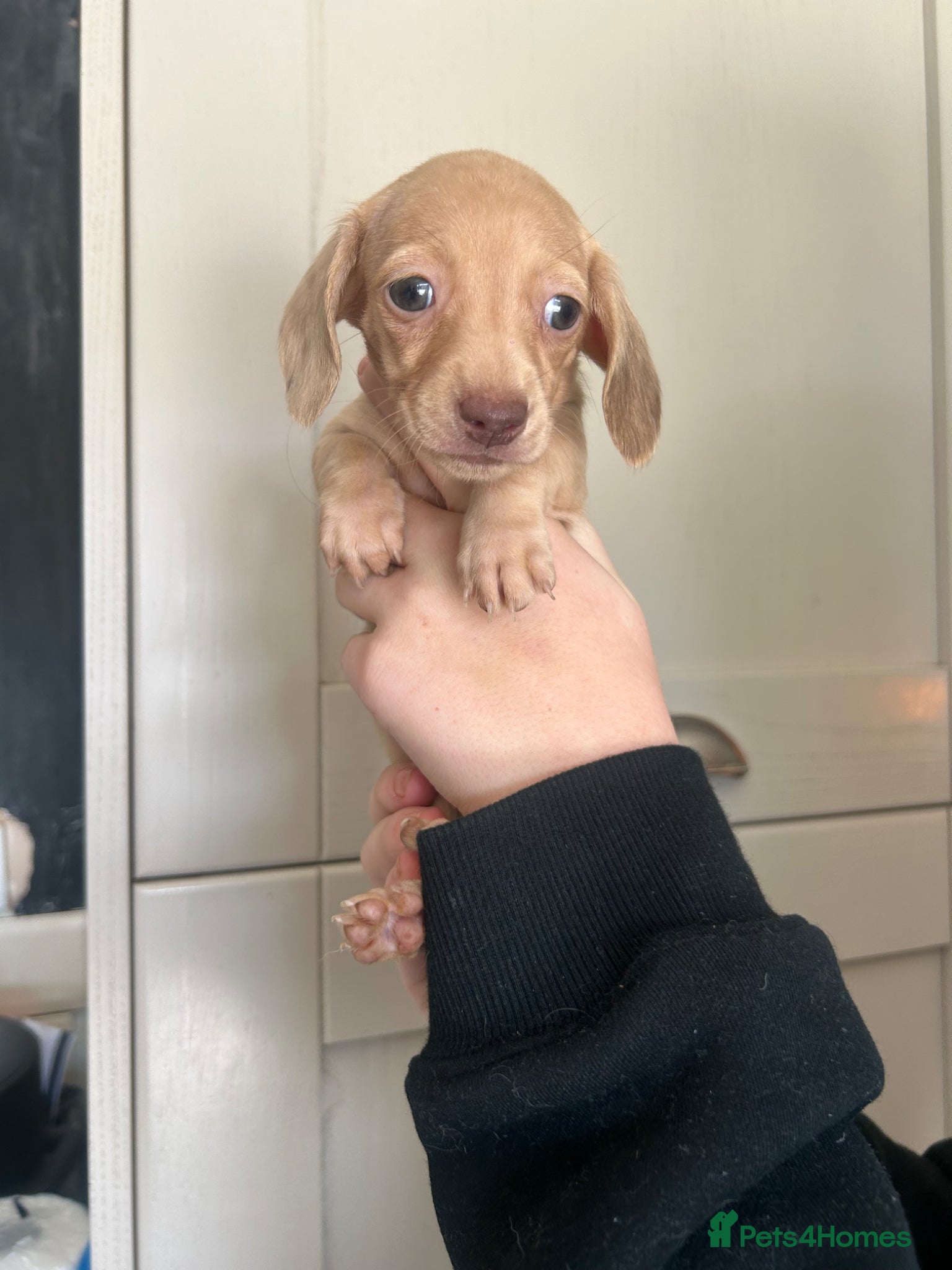 Miniature Dachshund dogs for sale: KC miniature dachshunds - Advert 7