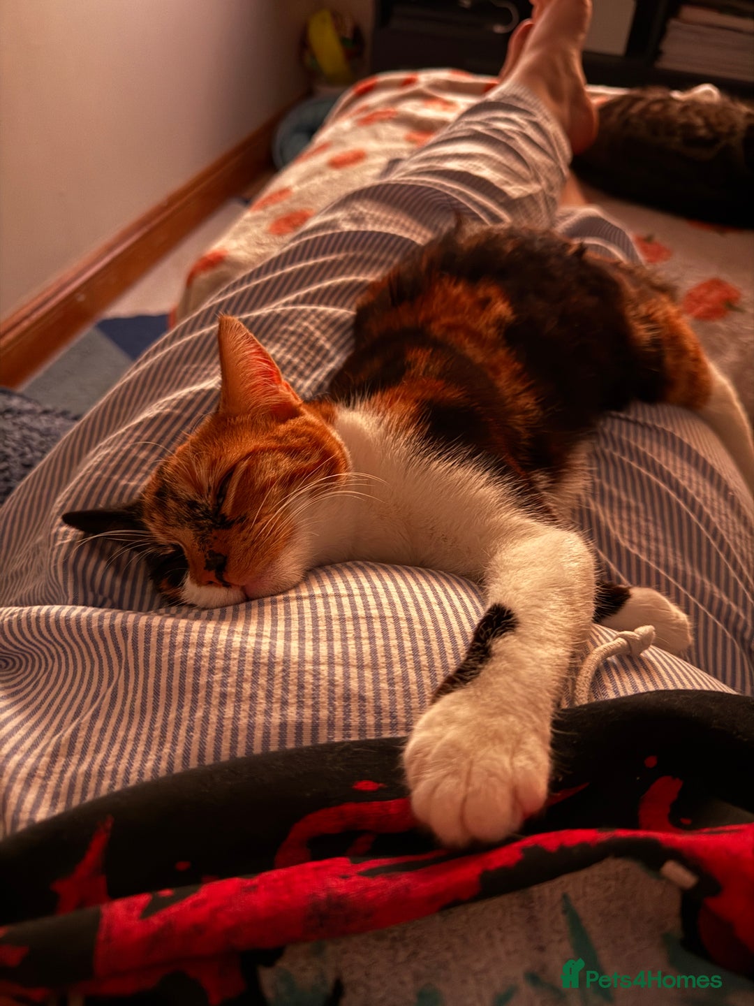 British Shorthair cats for sale: Edith - Advert 5