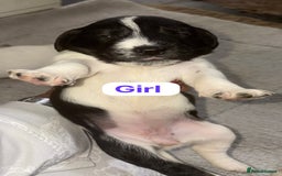 Patterjack dogs for sale: Jack Russell x patterdale terrier - Image 8