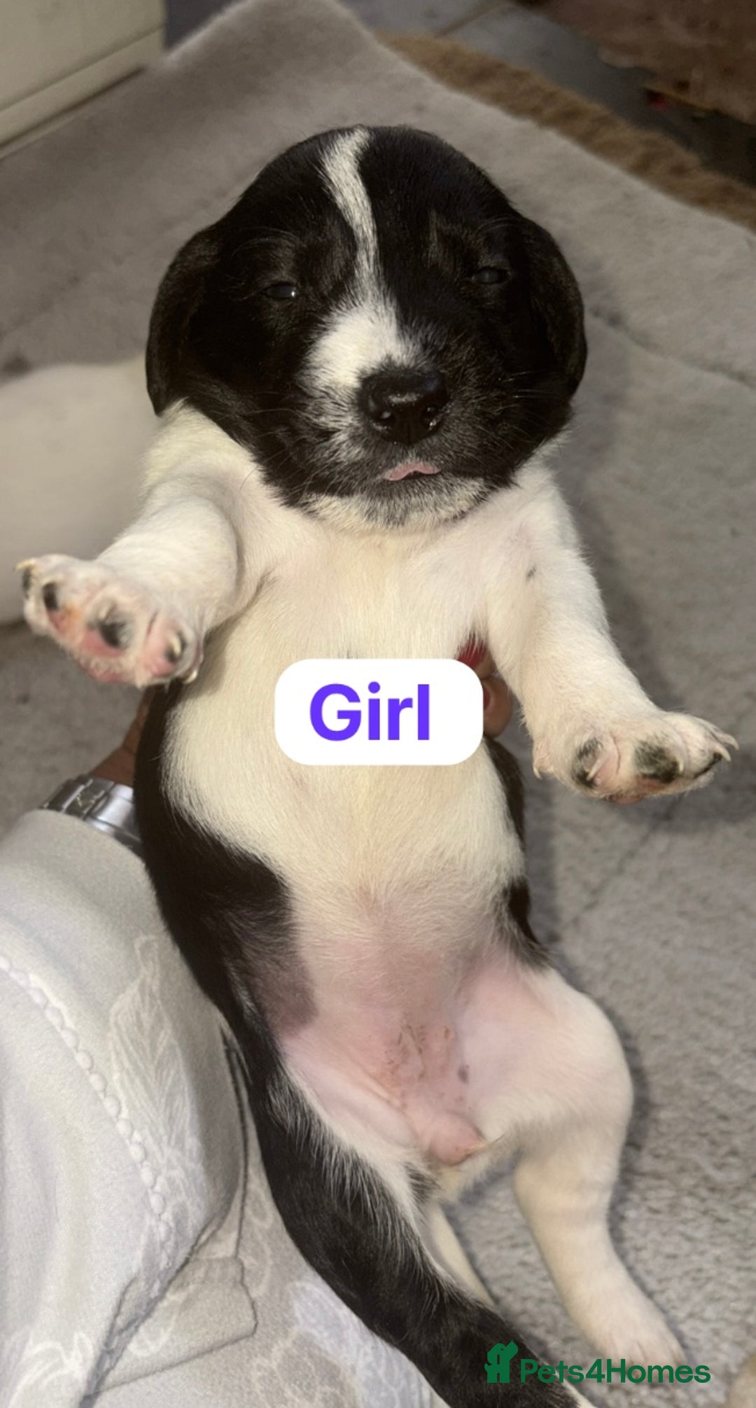 Patterjack dogs for sale: Jack Russell x patterdale terrier - Image 8