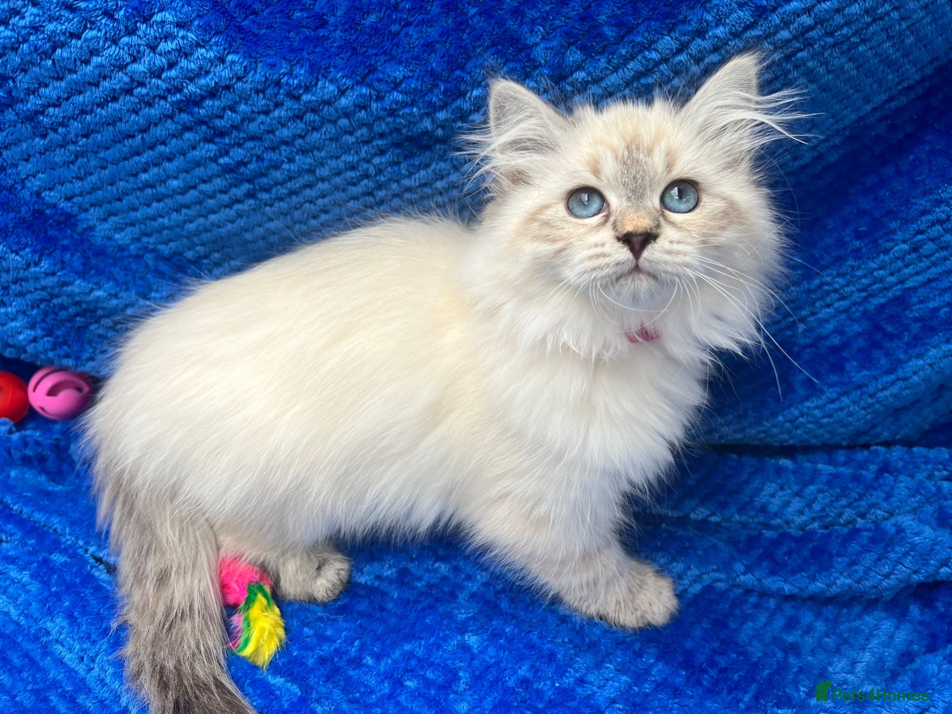 Siberian cats 💙💙Stunning GCCF Reg Siberian Babies💙💙 - Advert 2