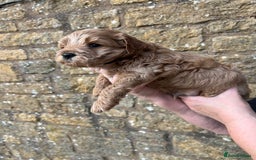 Cavachon dogs for sale: Cavapoochon puppies  - Image 24