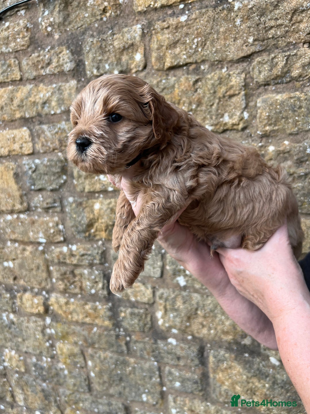 Cavachon dogs for sale: Cavapoochon puppies  - Image 24