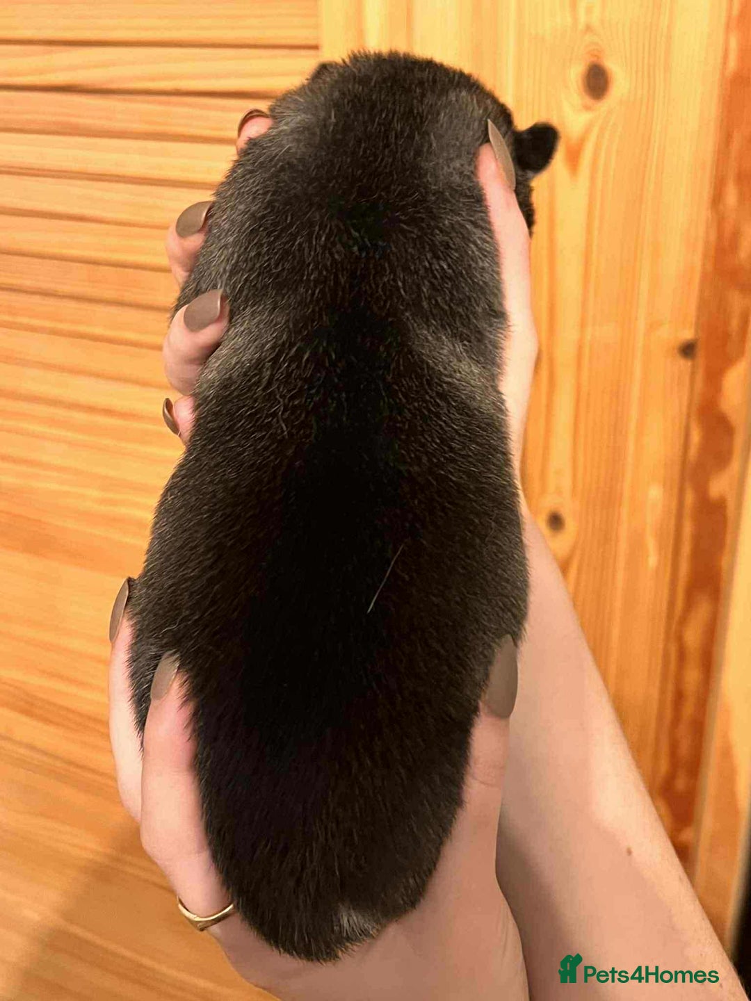 Siberian Husky dogs for sale: Siberian Husky Puppies - Advert 13