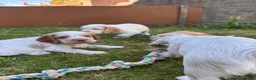 Mixed Breed dogs for sale: Clumber x Puppies  - Advert 4