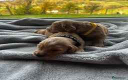 Cocker Spaniel dogs for sale: ✨ Cuddles Await from our Cocker Spaniel Pups  - Image 9