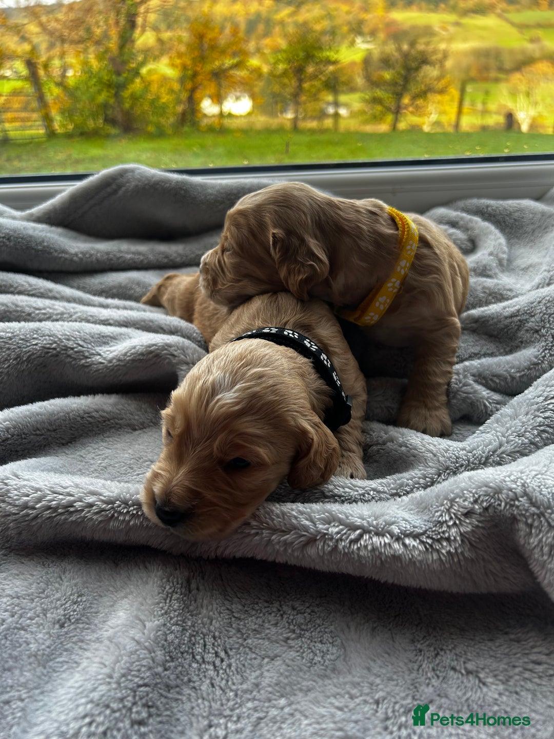 Cocker Spaniel dogs for sale: ✨ Cuddles Await from our Cocker Spaniel Pups  - Image 9