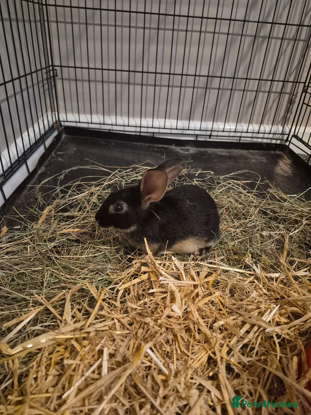 Mixed Breed rabbits for sale: 2 female rabbits for sale in Newcastle - Advert 4
