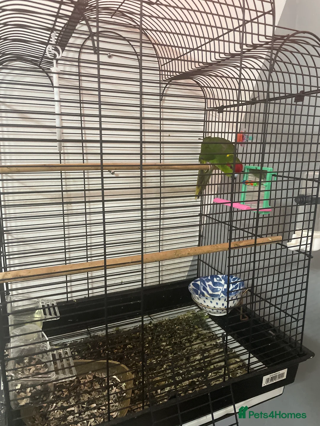 Finches birds for sale: Goldfinch male - Advert 2